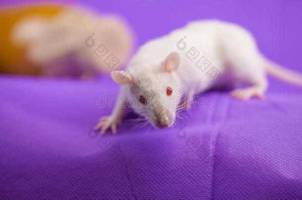 白色的老鼠关在上面.美丽的雪-白色的大老鼠