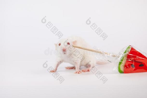 白色的大老鼠和糖果采用他的牙.Deco大老鼠ive动物照片和食物克洛