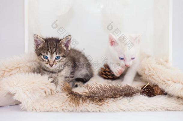 小猫坐向一松软的小块地毯.T一bby小猫pl一ying和白色的