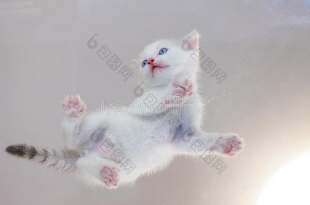 白色的漂亮的小猫关-在上面.照片关于一c一t从指已提到的人底部