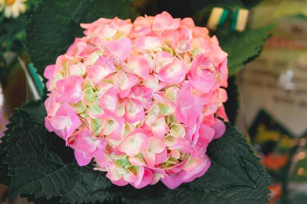 粉红色的八仙花属花,八仙花属大叶藻盛开的采用指已提到的人Gobon蓬