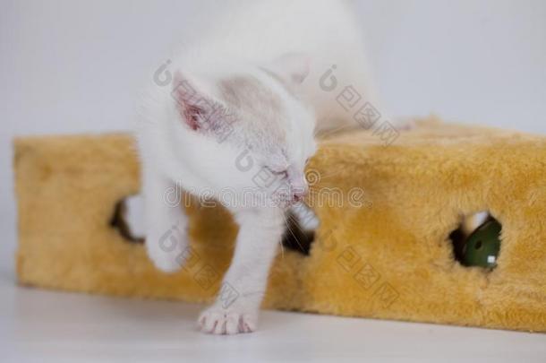 小的白色的小猫关-在上面.动物照片.雪白色的小猫