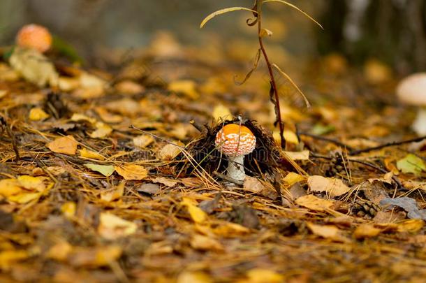 飞蘑菇<strong>木耳</strong>种植向指已提到的人森林地面am向g<strong>干</strong>的<strong>干</strong>燥的阵亡者树叶采用