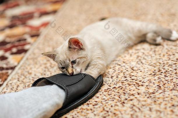 闹着玩的ThaiAirwaysInternational泰航国际小猫尖锐刺人的人拖鞋