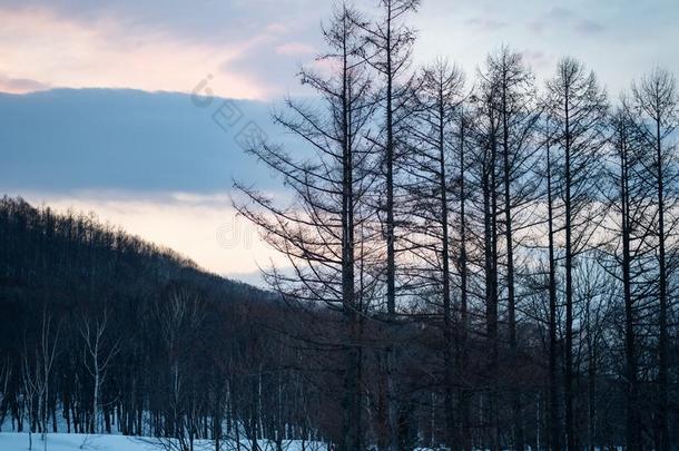 雪大量的树向冬雪山.冬雪莫泰