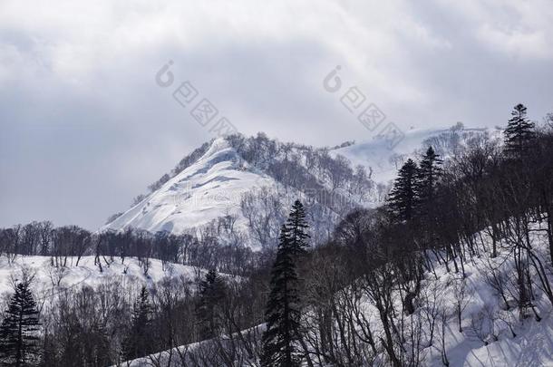 雪大量的树向冬雪山.冬雪莫泰