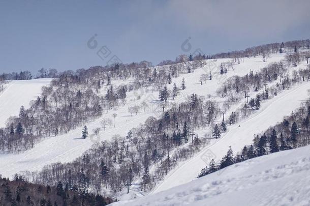 雪大量的树向冬雪山.冬雪莫泰