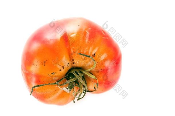 腐烂的,被宠坏的番茄和萼片或花萼,不平坦的成熟和