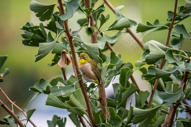 日本人鸟鸣白色的-眼睛栖息采用一树3