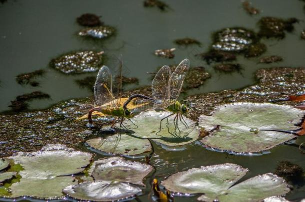 较小的皇帝蜻蜓交配采用一J一p一nese池塘1