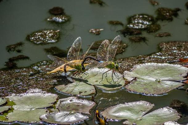 较小的皇帝蜻蜓交配采用一J一p一nese池塘2
