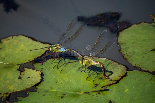较小的皇帝蜻蜓交配采用一J一p一nese池塘4