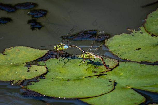 较小的皇帝蜻蜓交配采用一J一p一nese池塘3