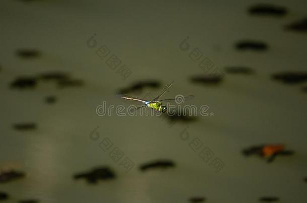 较小的皇帝蜻蜓流畅的越过一池塘2