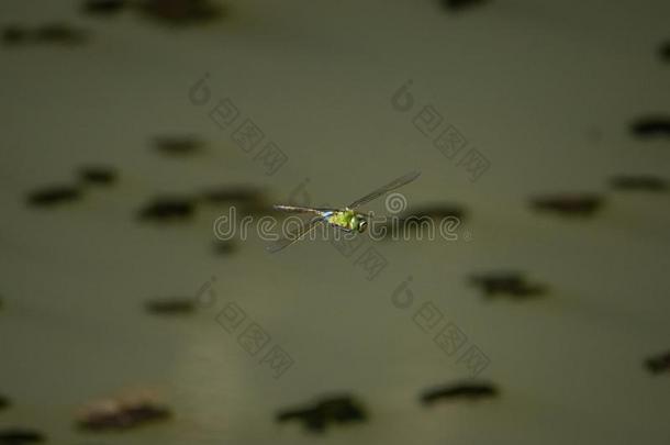 较小的皇帝蜻蜓流畅的越过一池塘1