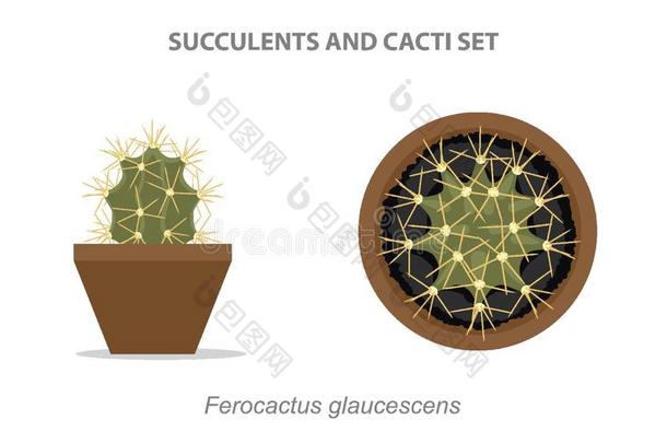 仙人掌白蜡虫多汁的和仙人掌放置矢量illustrati