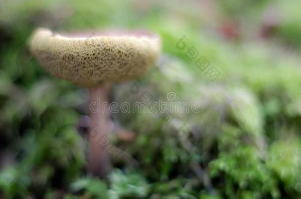 童话式的牛肝菌属真菌采用森林