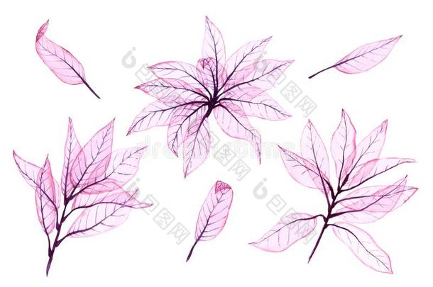 水彩透明的树叶.手描画的粉红色的树叶.illust