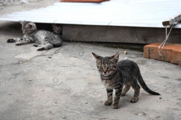 值得崇拜的两个小猫演奏在户外.小猫户外的