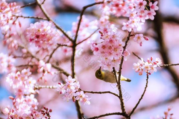 黄色的鸟采用樱桃花树