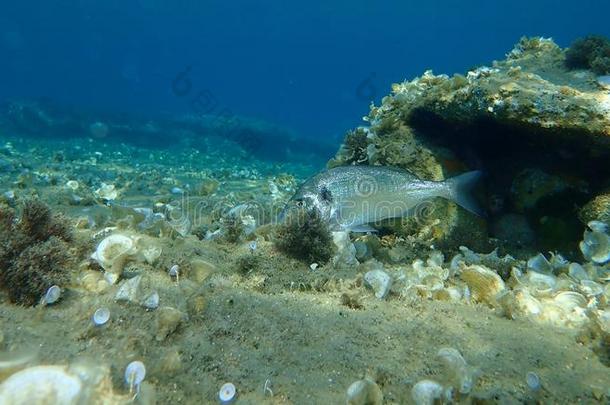 小母猪-上端鲤科鱼,斯帕鲁斯奥拉塔,海面下的.