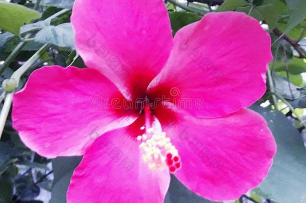 这是（be的三单形式美丽的拉克塔JABA,中国玫瑰花,hib是（be的三单形式cus.,粉红色的英语字母表的第6个字母