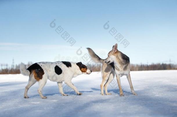 两个公狗会议和获得了解向冬一天