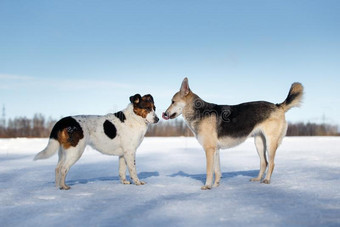 两个公狗会议和获得了解向冬一天图片
