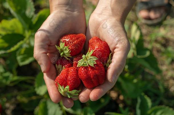 男人手佃户租种的土地新鲜的草莓采用手.草莓收获
