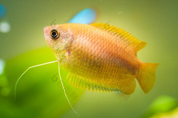 蜂蜜丝足鱼毛腹鱼属楚纳热带的水族馆鱼采用鱼