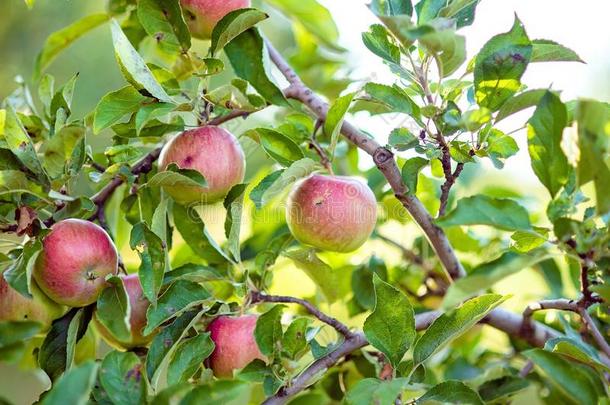 <strong>红</strong>色的苹果向一树采用指已提到的人g一rden.苹果h一rvest