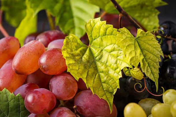 分类关于不同的分类关于葡萄