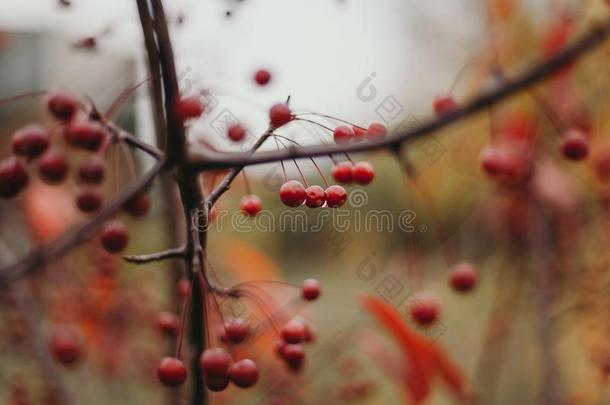 红色的浆果称的重量向树枝在外部树叶
