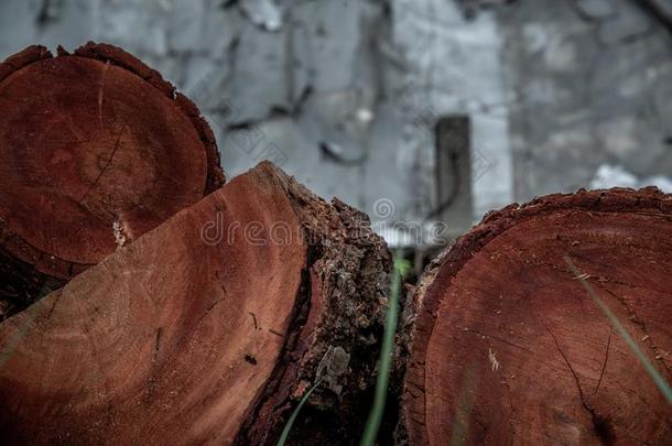 垛关于木犀木果Taub豆科植物类树桩准备好的为使用