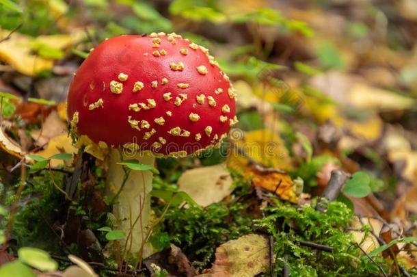 飞蘑菇木耳采用指已提到的人森林.红色的飞蘑菇木耳蘑菇