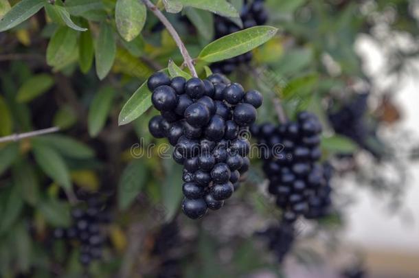 女贞瓦加雷成熟黑的浆果成果,灌木树枝wickets三柱门