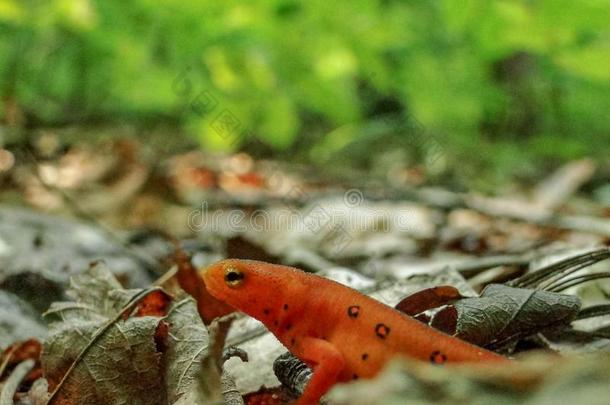 明亮的桔子<strong>迁移</strong>的红色的水蜥采用叶子杂物向指已提到的人森林floodlight泛光照明
