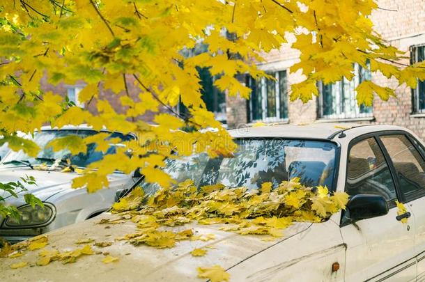 金色的秋向玻璃和汽车兜帽阵亡者枫树树叶
