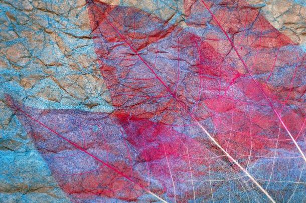 抽象的背景关于秋树叶.透明的树叶向蓝色
