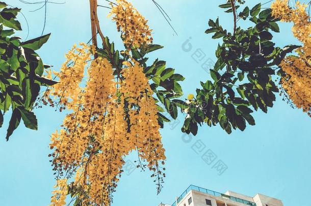 盛开的黄色的阿拉伯树胶或榆树.含羞草,阿拉伯树胶和别的植物英语字母表的第15个字母