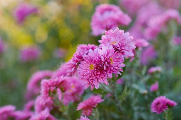 粉红色的<strong>菊花</strong>花采用指已提到的人花园