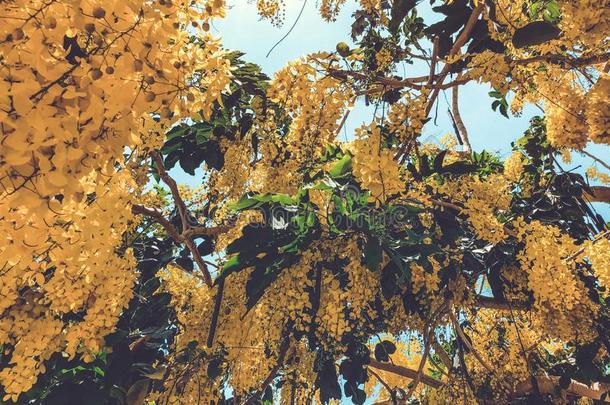 盛开的黄色的阿拉伯树胶或榆树.含羞草,阿拉伯树胶和别的植物英语字母表的第15个字母