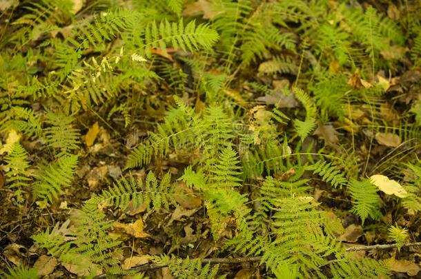 野生的绿色的羊齿植物处在中叶子杂物