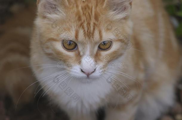 关在上面关于姜和白色的猫和<strong>大</strong>的棕色的眼睛