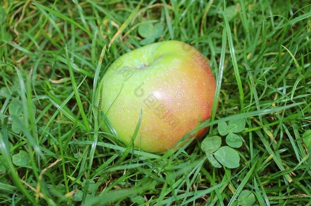 光绿色的红色的奥地利人苹果谎言在外面向一和煦的：照到阳光的十月一