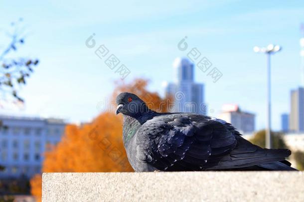 美丽的灰色鸽坐向一b一ckground关于指已提到的人一utumn城市