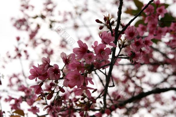 美丽的樱桃花采用泰国,明亮的p采用k花关于Saudarkrokur