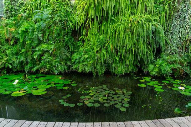 夏风景关于武汉植物学的花园