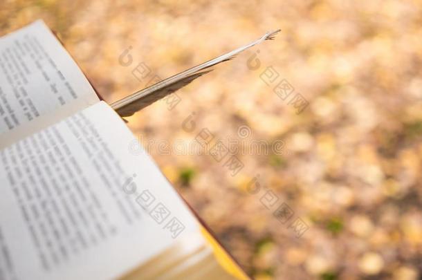 背景影像关于一敞开的书采用一秋黄色的森林.警察