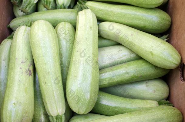 夏季产南瓜之一种.新鲜的夏季产南瓜之一种,绿色的蔬菜小胡瓜,夏square平方